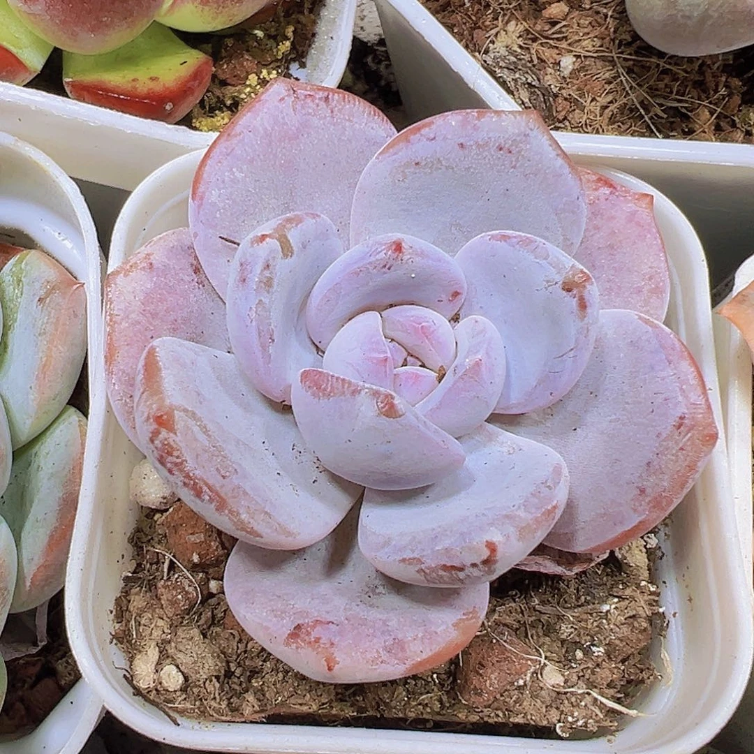 韩版奶茶19包邮多肉植物