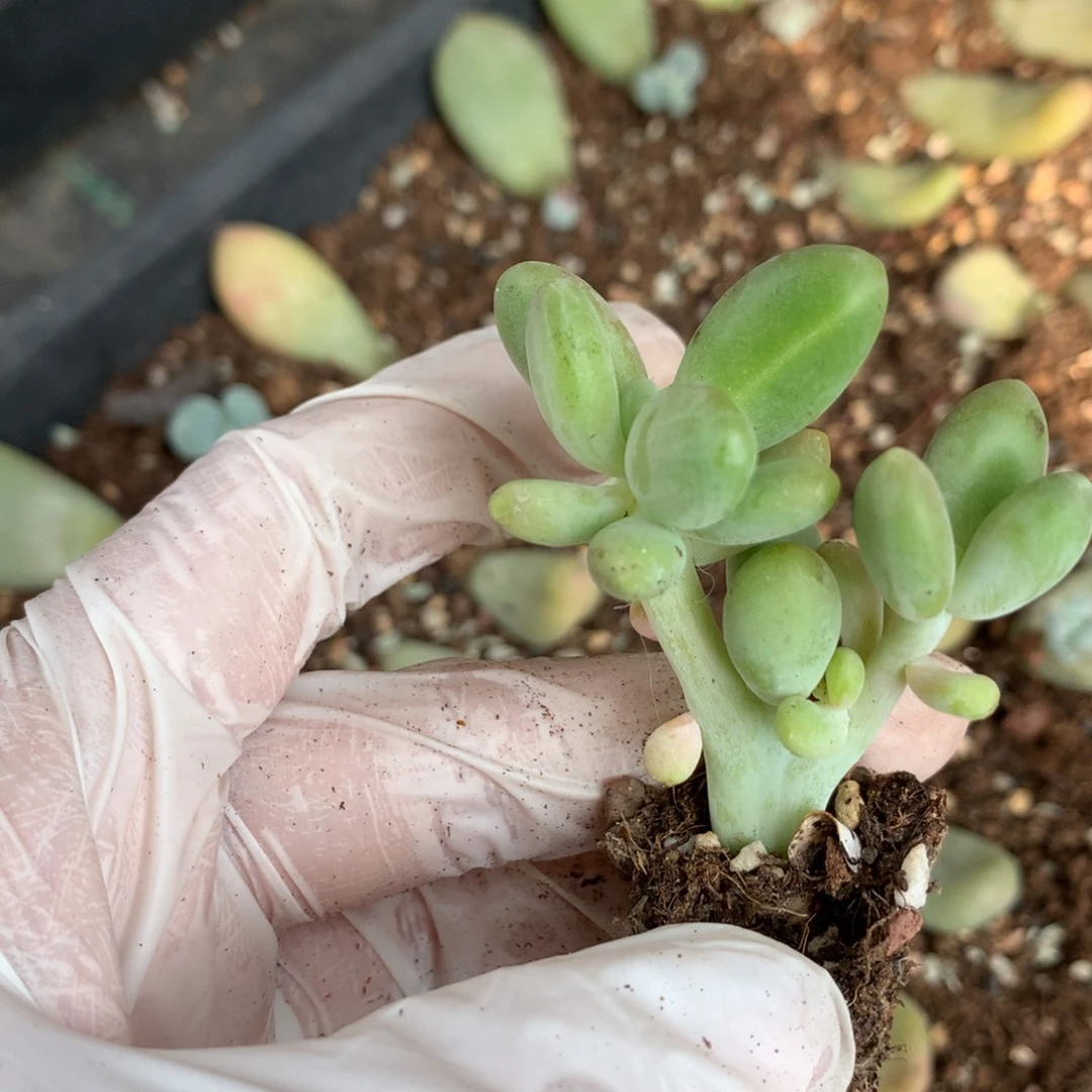 芒果奶酪多肉板子有锦纹