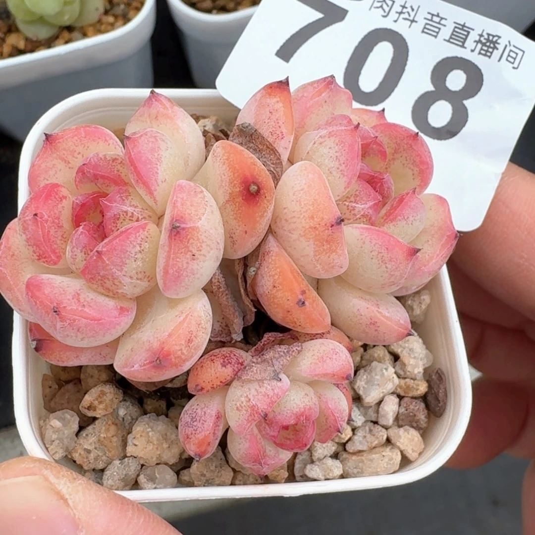 粉甜心         多肉植物