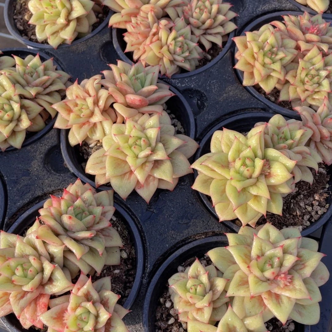 152号 蔷薇玛利亚锦多头群一个