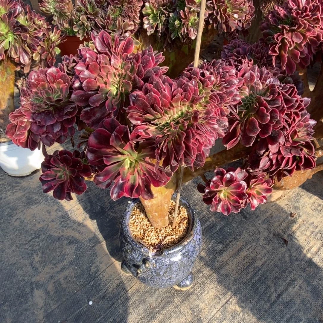 无花朵美杜莎缀化