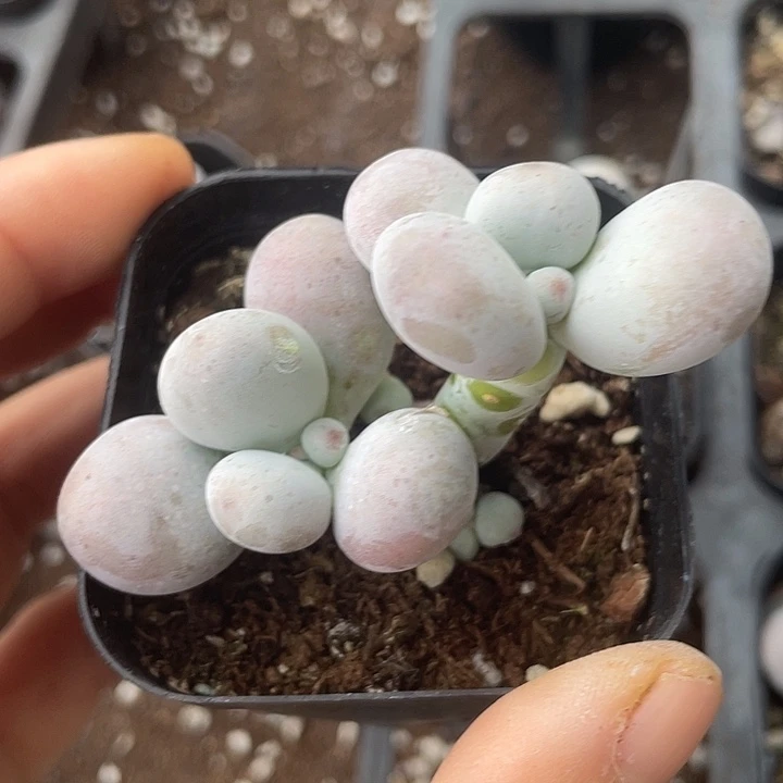 一物一拍满18包邮