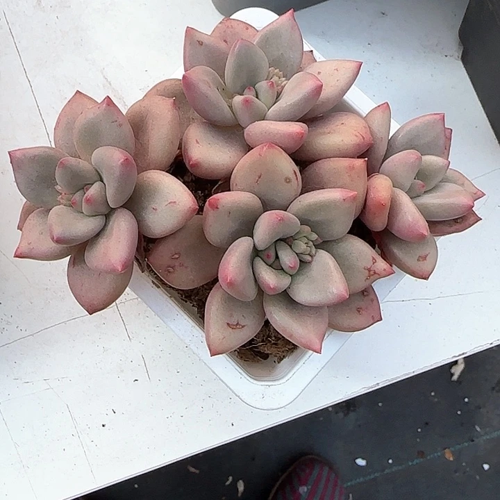 灿*青蛙王子儿童牙膏，11
