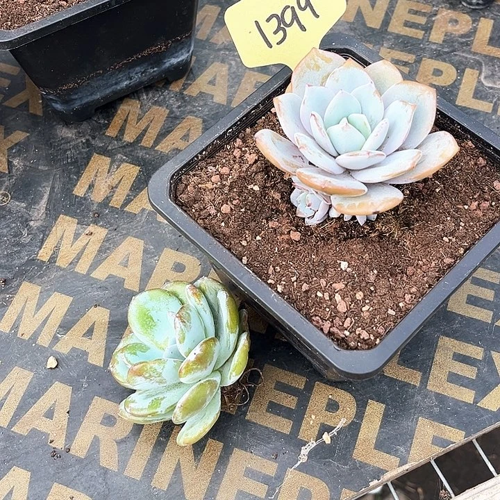 奶茶1399号码牌子的话