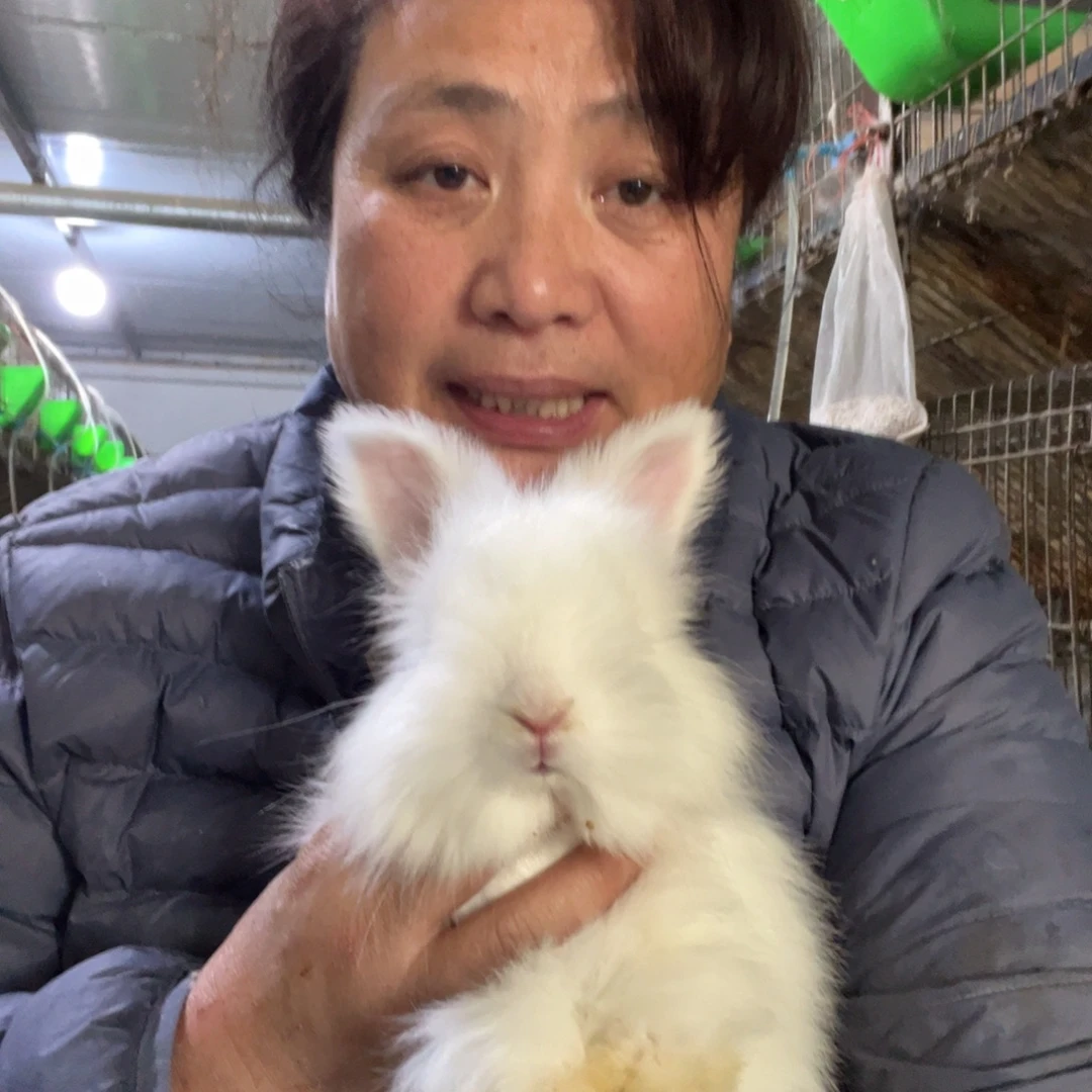 双血统英系安哥拉兔