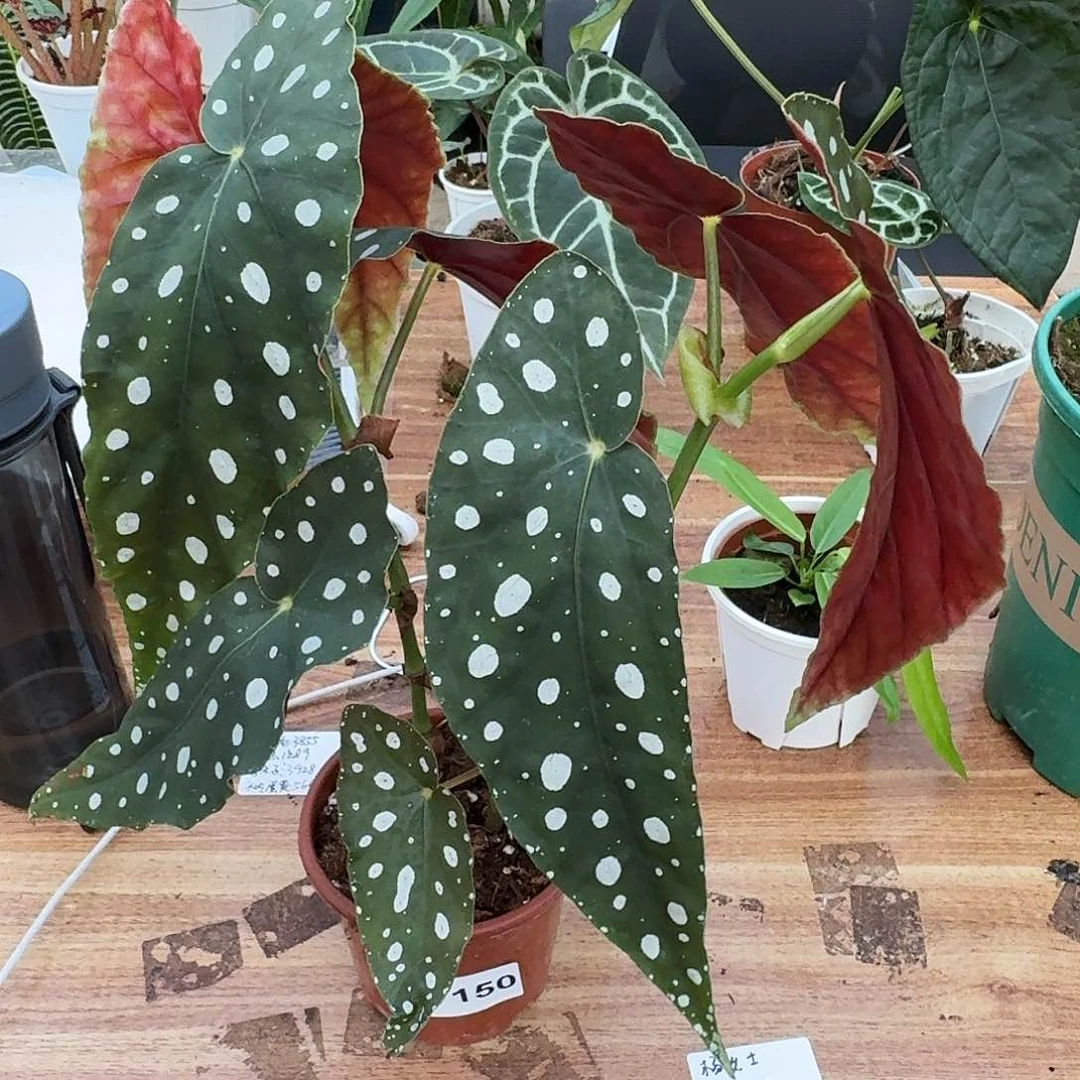 无花朵k*一物一拍V150