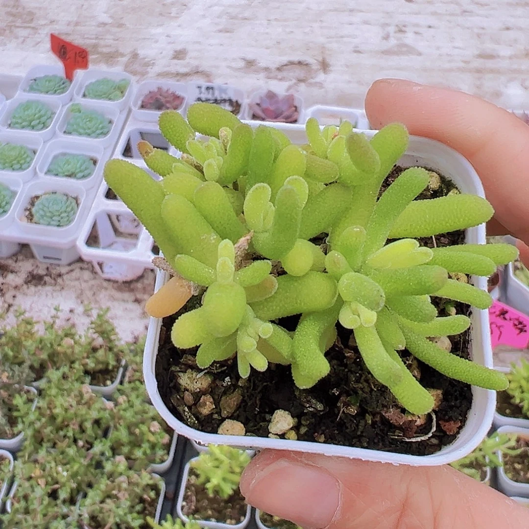 荧光兔锦19包邮多肉