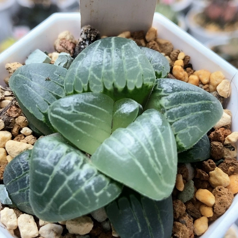 【闪购商品】甜心22