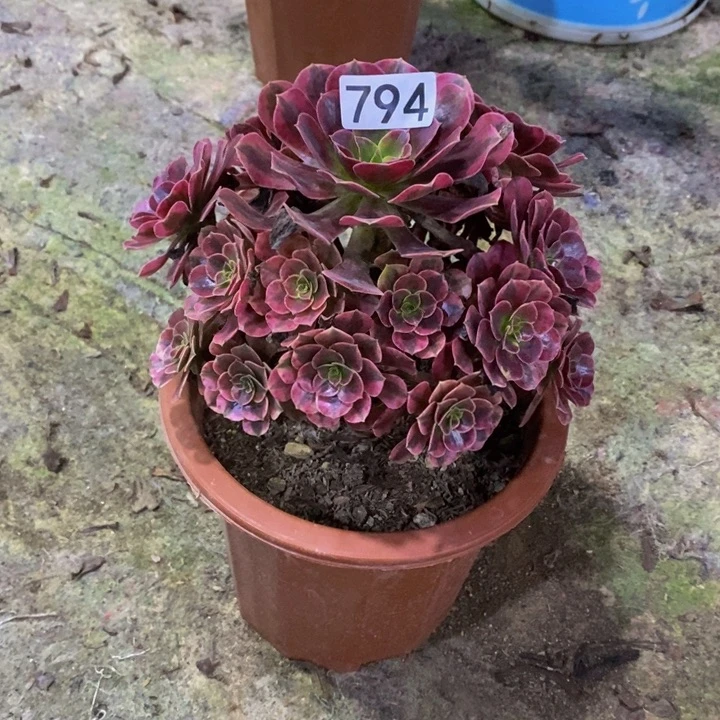 依**心美杜莎多肉植物794