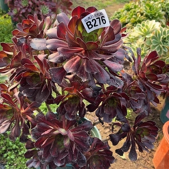 曦一颗多肉法师植物