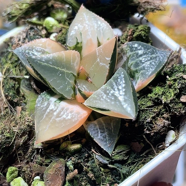 637酒吞锦特选福利