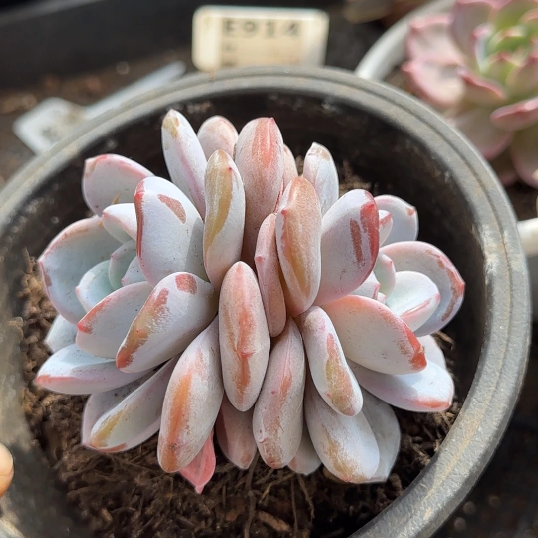 奶茶一物一拍包装收缩花旱