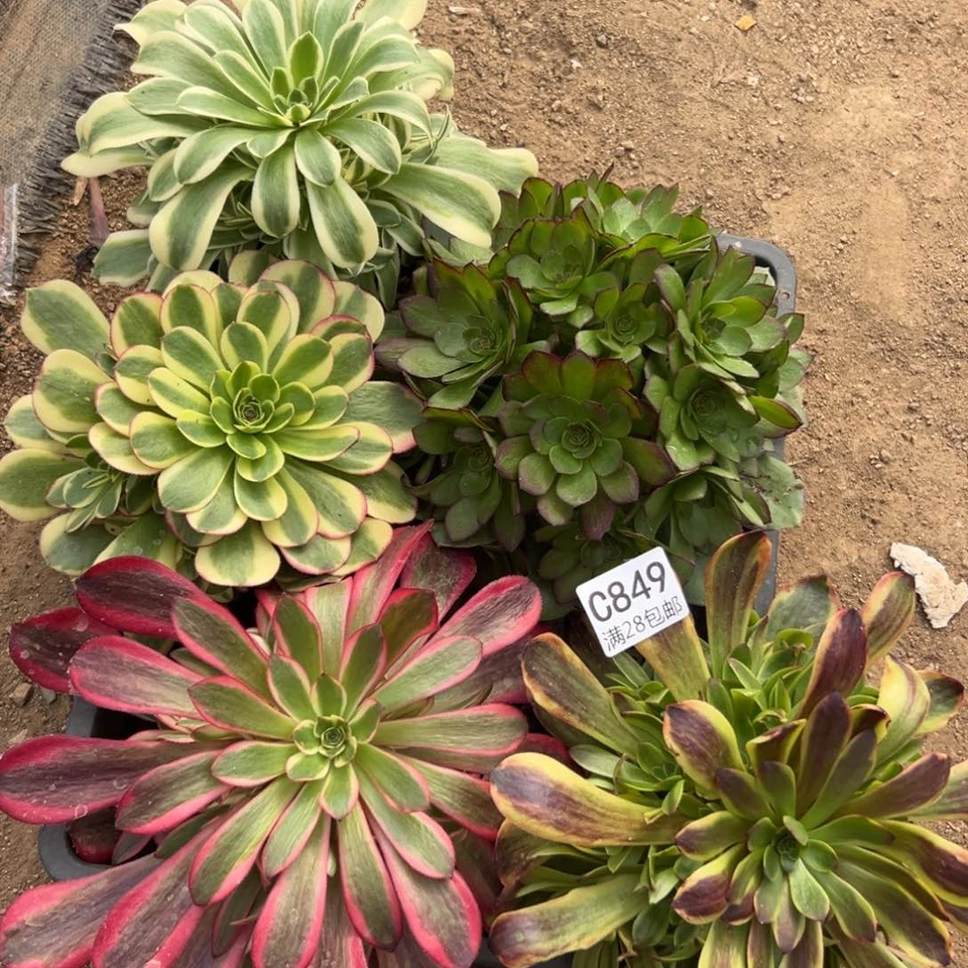 849多肉套餐5颗