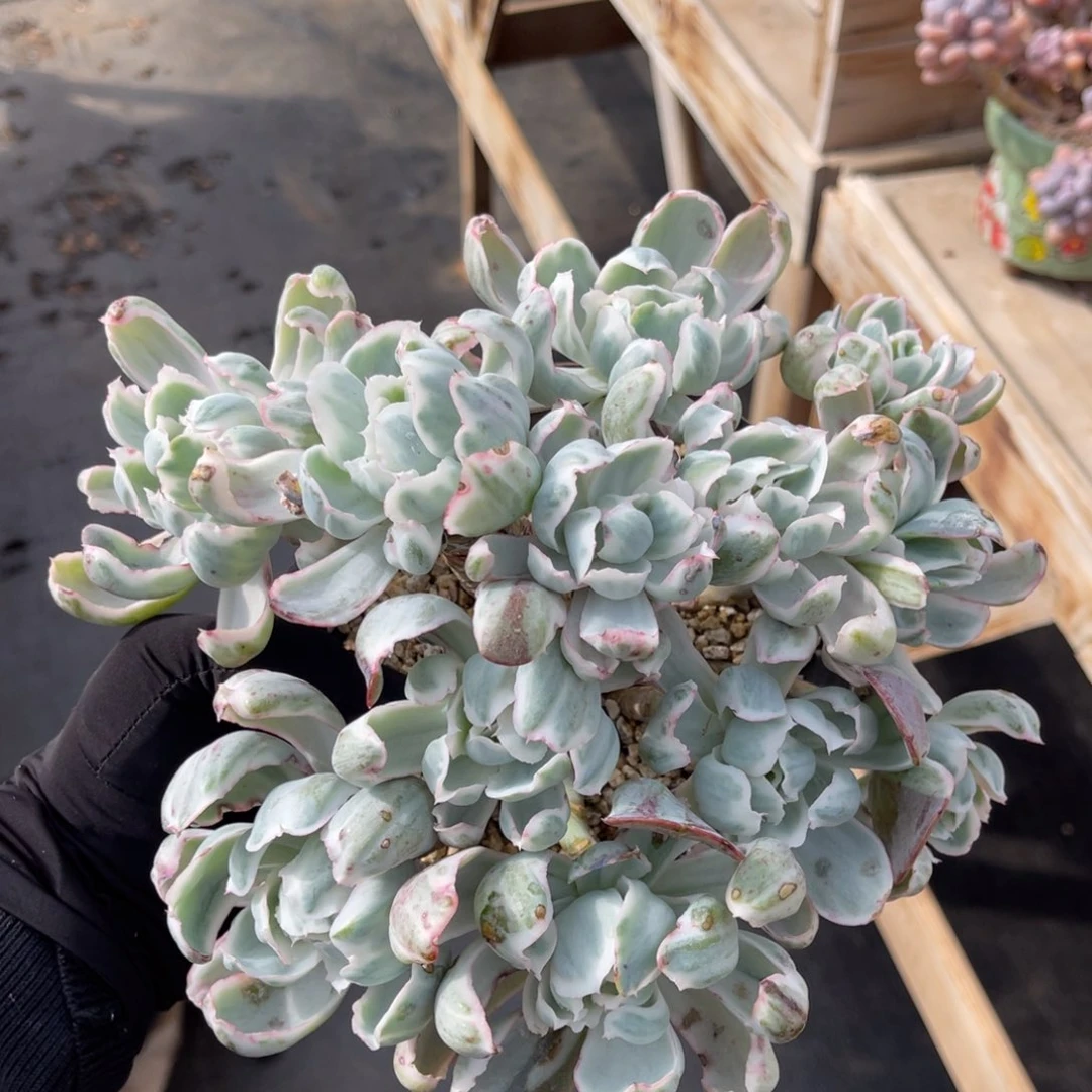 伯克利锦一物一拍