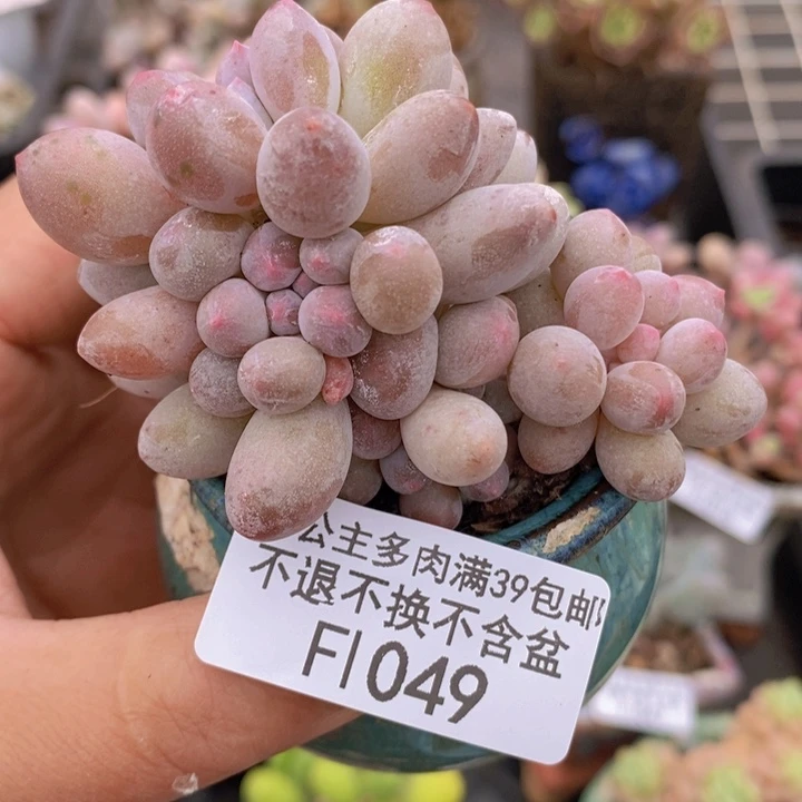 香水手指奶7cm1049多肉