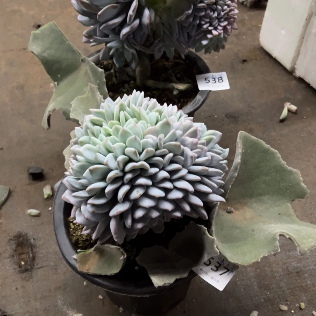 柒***节缀化呀呀呀呀呀呀呀呀