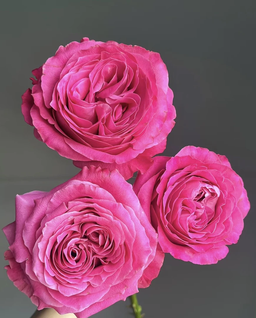 鲜花【铺噗花舍】长相思玫瑰  10支 水养鲜切花（一单包邮）