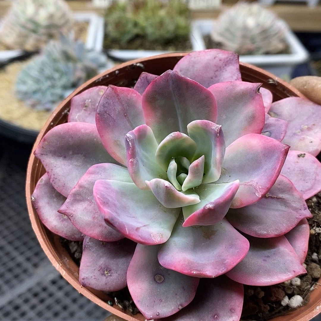 2974 哈林粉锦 需延时发货