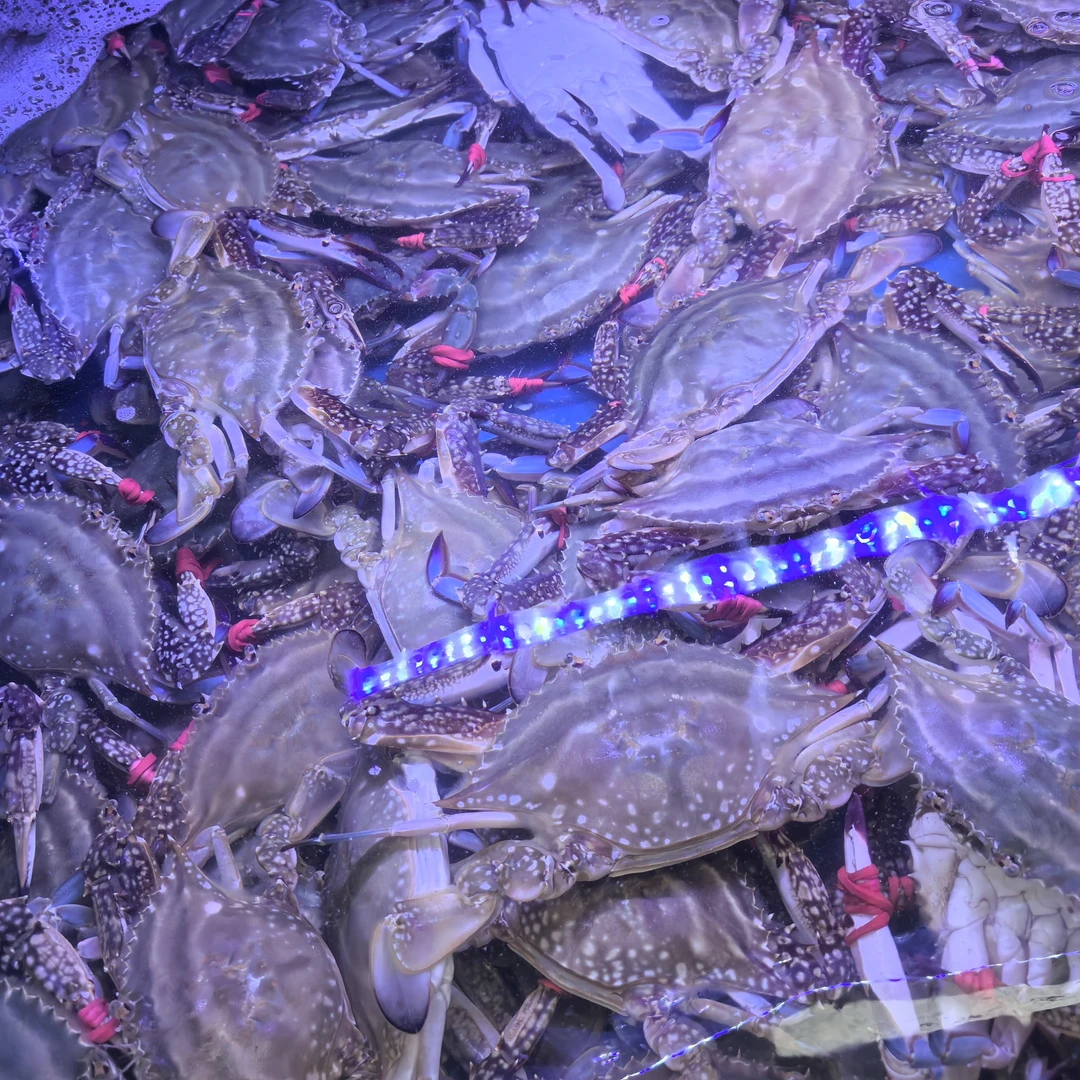 【保鲜不保活】东港飞蟹3斤一箱单只4到5两【长春同城小时达配送】个别有掉退介意勿拍
