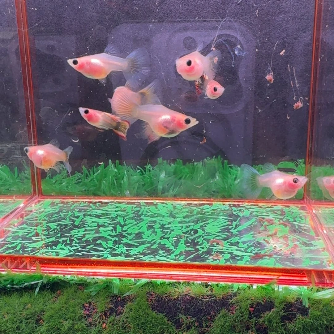 海水鱼清缸玻璃猫一缸