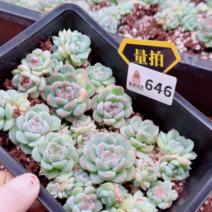 多肉植物多肉植物