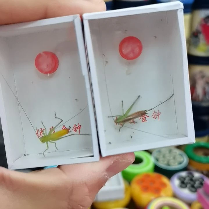 郭****糖果鸣虫活体翠绿
