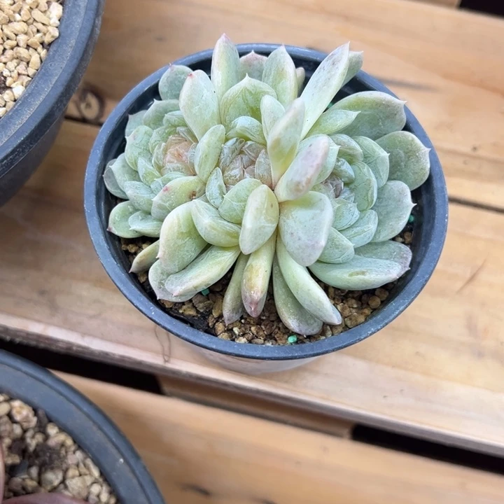 白恋 群生 夏鸣园艺