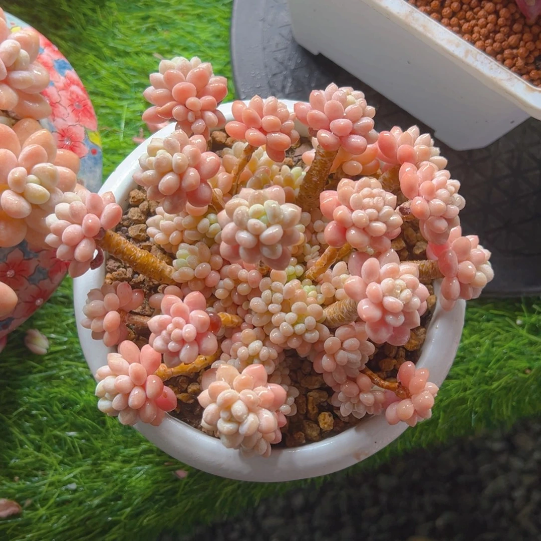 鱼子1111111111111111