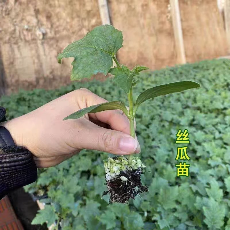 肉丝瓜长丝瓜种苗种籽子长香丝瓜秧苗春秋高产农家庭院四季蔬菜苗