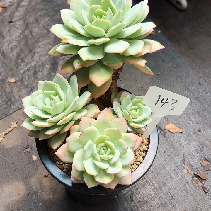 多肉植物，恋曲143号