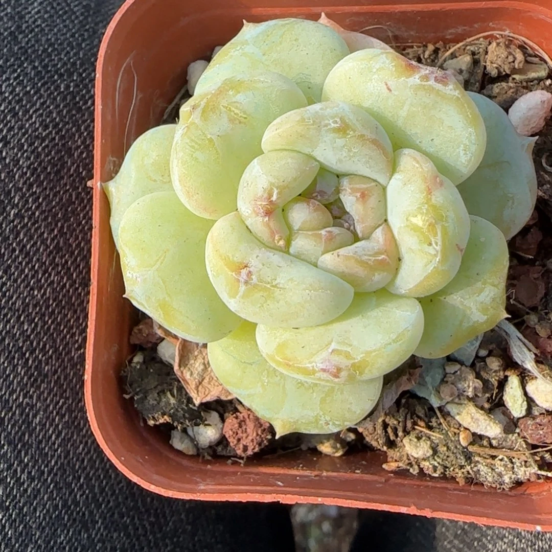 多肉小卡拉米糖心一物一拍