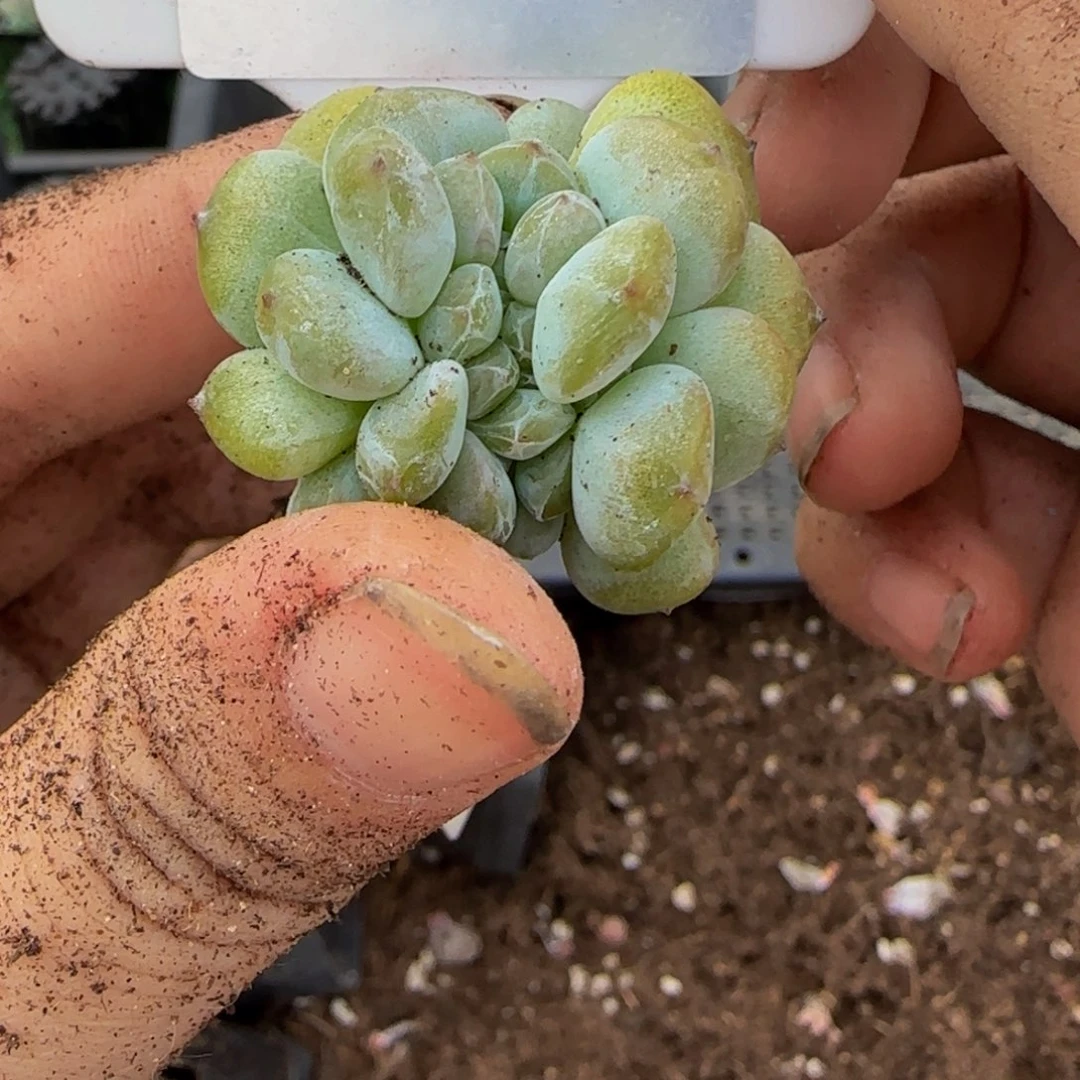 *****253号一物一拍特价福利