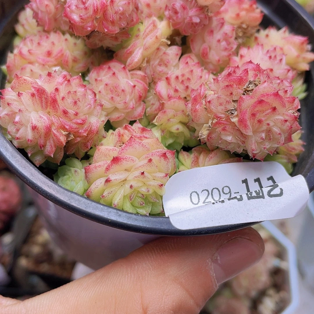 0000000000000111量拍