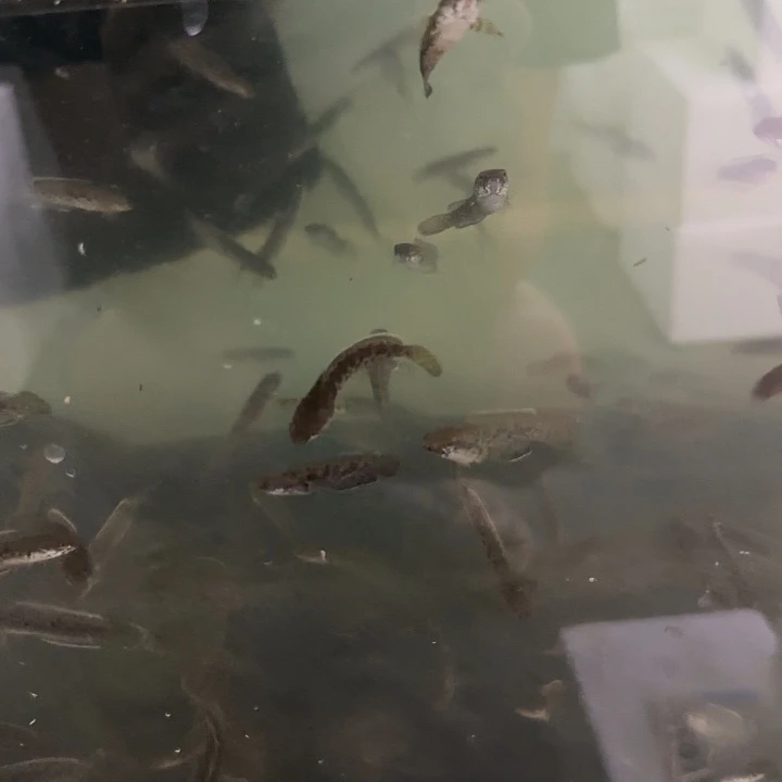 雷龙钴蓝雷龙111111