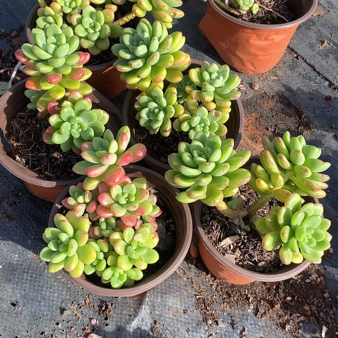 香格里拉3盆多肉植物