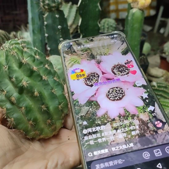 仙人球丽花黑喉灰天使侧芽