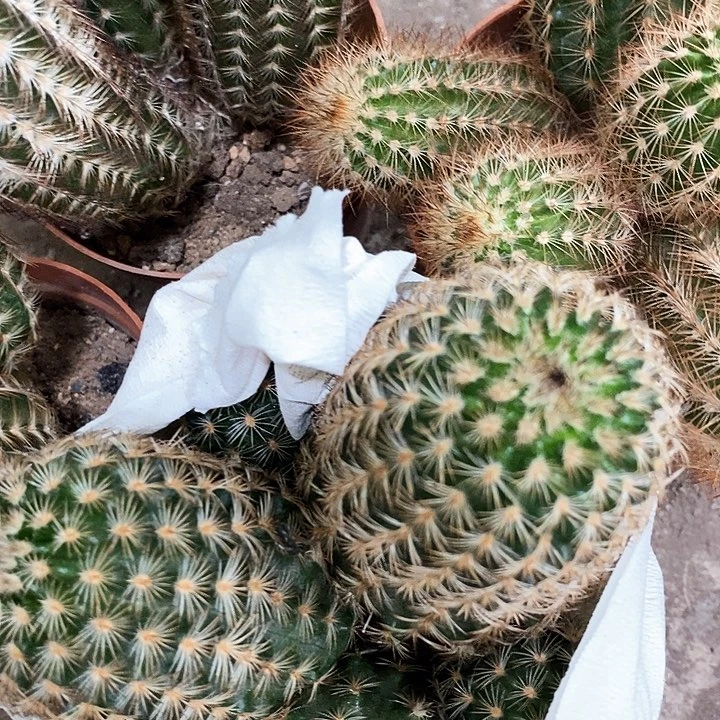 多头虾，357900004688