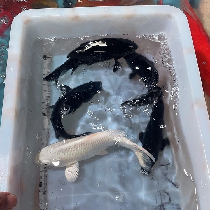 蝴蝶鲤鱼渔场直发95