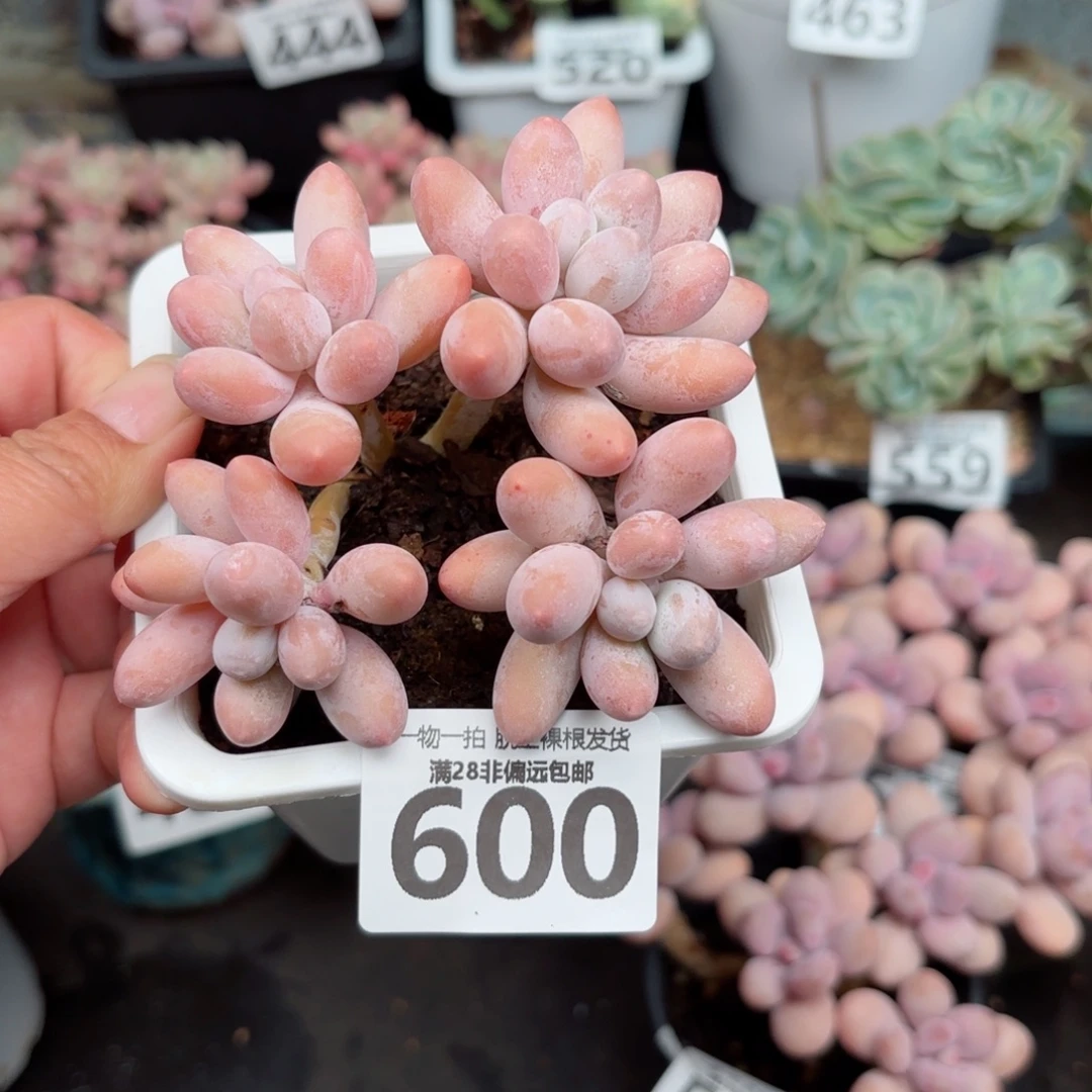 汤圆老桩无盆土发货