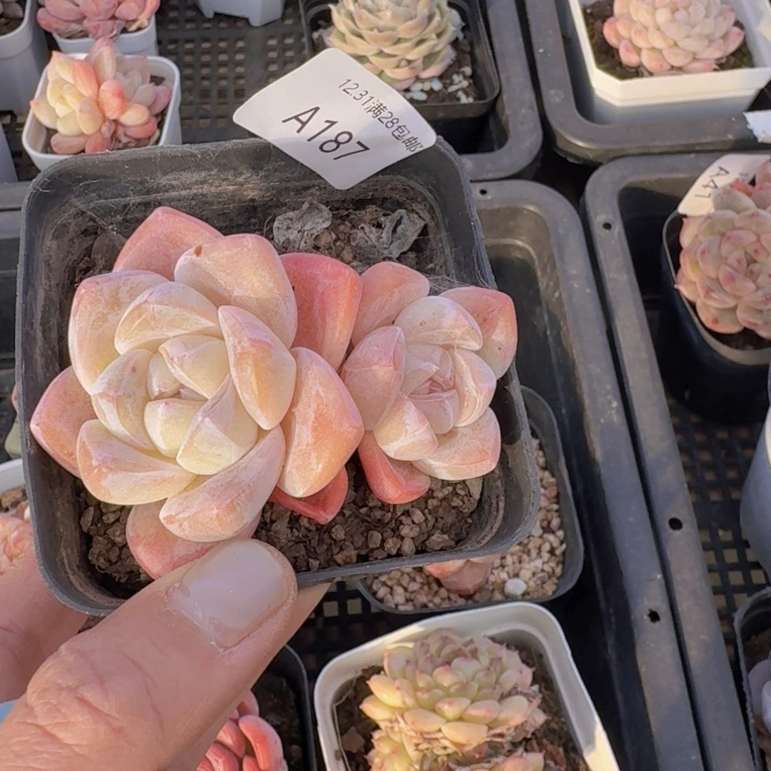 双头7厘米盆樱花粉冰玉一颗