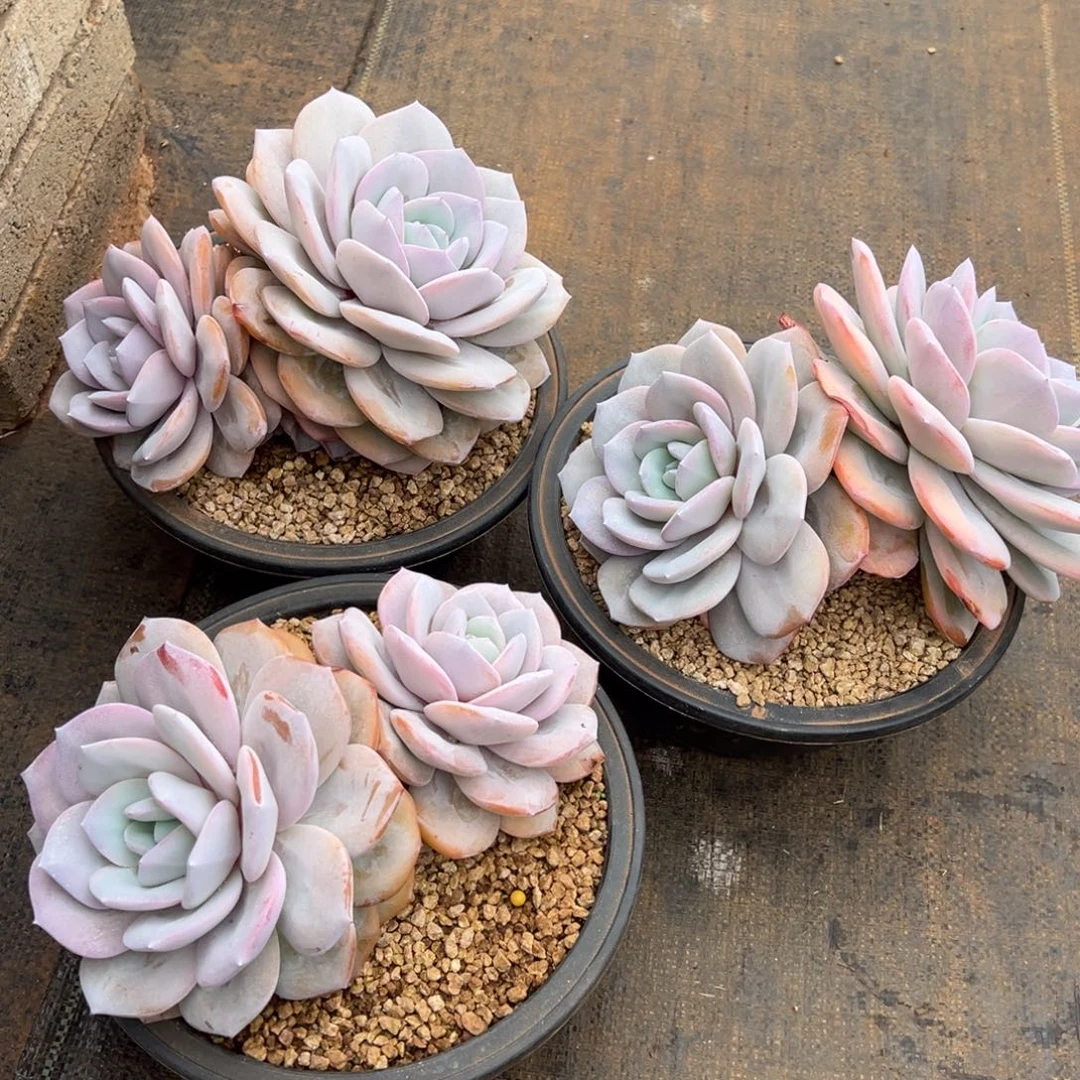 ****虫10221111111111111111