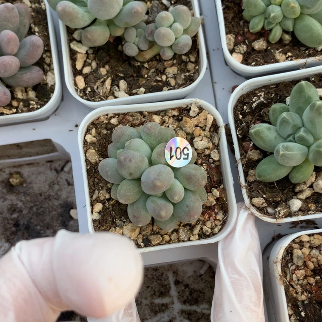 501 ，悠悠球奶酪多肉