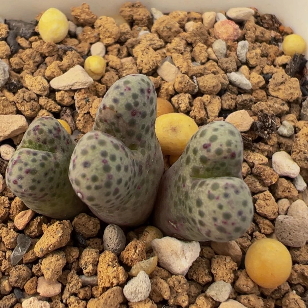 115多肉植物百科紫斑马