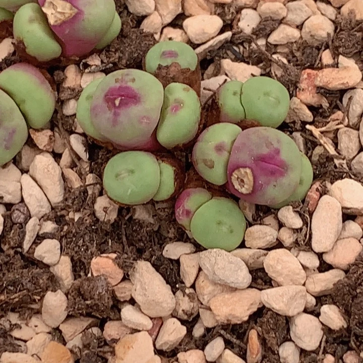 458899966969966666666