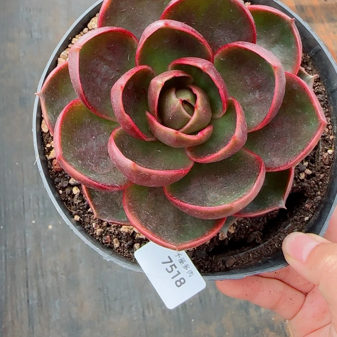 红灯，7518多肉植物