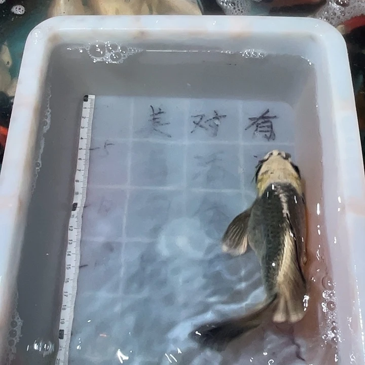 蝴蝶鲤鱼渔场直发100