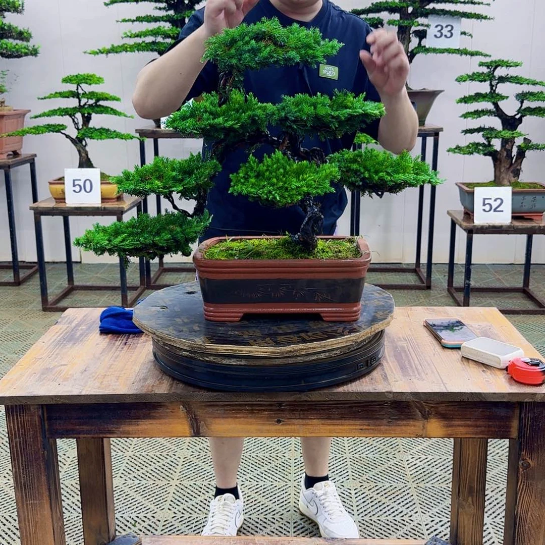 无花朵柏树造型盆景