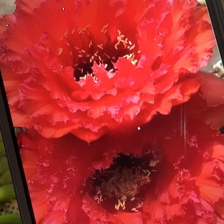 73号侧芽5公分左右毛花柱（20包邮）