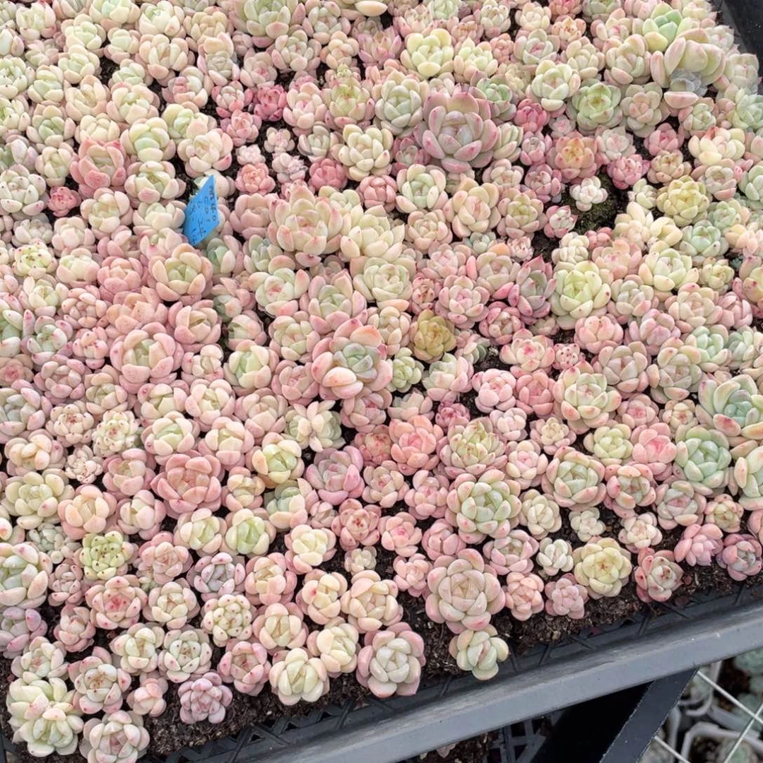 度***珍妮混切糕一物一拍069..