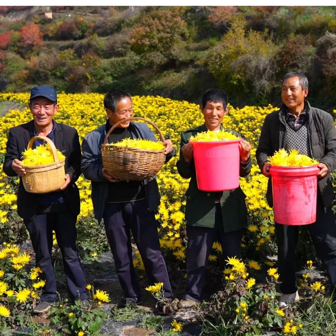 高山金丝皇菊清香无熏无染花朵完整50朵×1罐